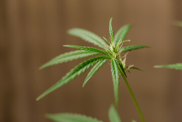 Marijuana (Spanish marijuana, marihuana)