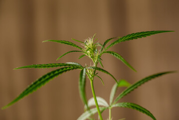 Marijuana (Spanish marijuana, marihuana)