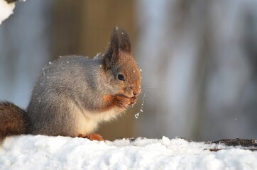 squirrel in the snow