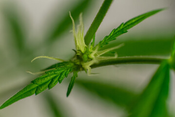 Marijuana (Spanish marijuana, marihuana), the official name of cannabis is a psychoactive drug derived from hemp, psychedelic type.