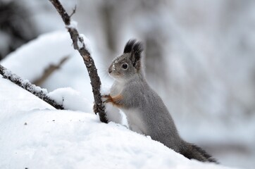 squirrel in snow
