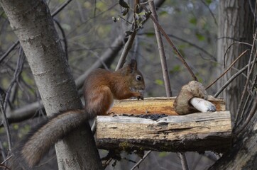 squirrel on a tree