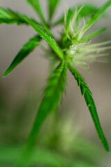 Marijuana (Spanish marijuana, marihuana), the official name of cannabis is a psychoactive drug derived from hemp, psychedelic type.