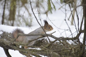 squirrel on a tree
