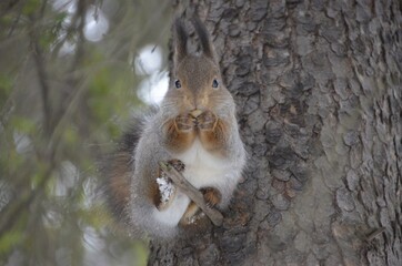 Fototapeta premium squirrel on a tree