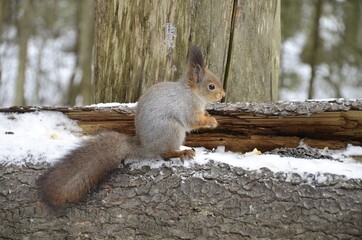 squirrel on a branch