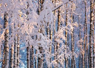 Birch branches wrapped in fluffy fresh snow in pink rays of the sun against the blue sky
