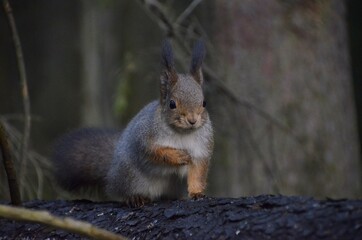 squirrel in the park