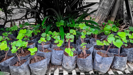 Grape seeds in polybags that are ready to be planted.
Formats