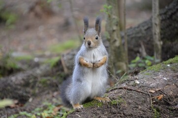 squirrel in the forest