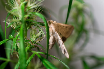 Marijuana (Spanish marijuana, marihuana), the official name of cannabis is a psychoactive drug derived from hemp, psychedelic type.