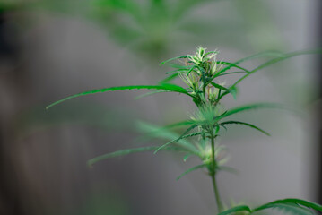 Marijuana (Spanish marijuana, marihuana), the official name of cannabis is a psychoactive drug derived from hemp, psychedelic type.