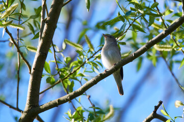Fitis im Frühjahr in der Oberlausitz	