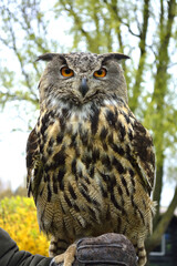 european owl starting with orange eyes