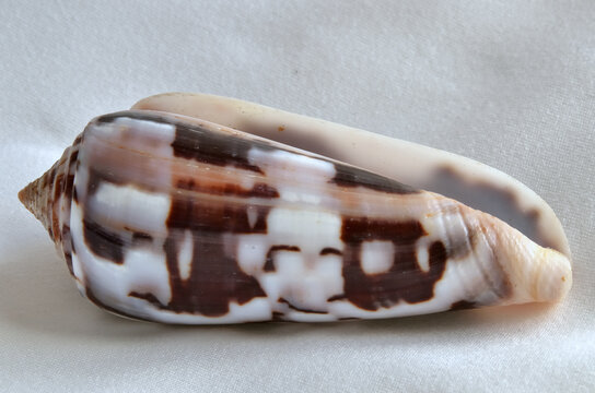 Specimen of shell conus striatus (Linn&eacute; 1758) of the Indo-Pacific region. It belongs to the class of Gasteropods, subclass Conidae. 