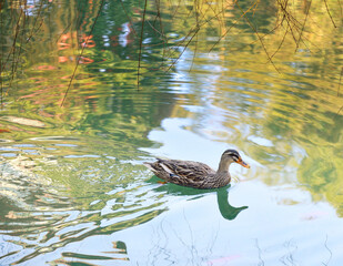 duck on the water