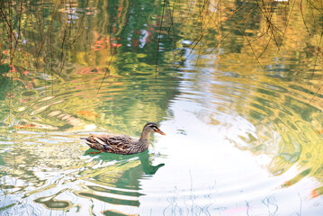 duck on the water