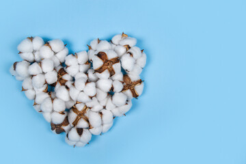 Heart made of cotton flowers on blue background with copy space