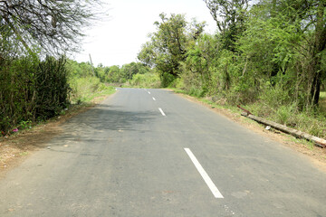 Asphalt road through the forest, with bike line along