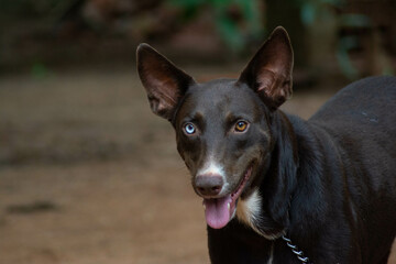 dog with heterochromia happy