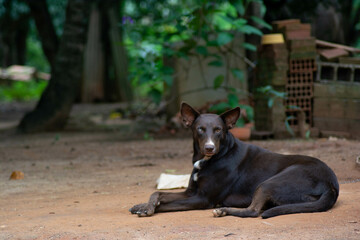 Dog with heterochromia lying