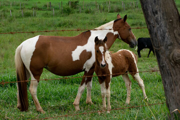 Fototapeta na wymiar foal with mother