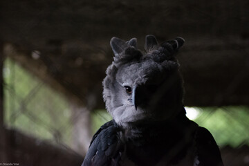 good quality harpy eagle