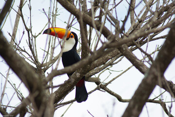 toucan among the branches
