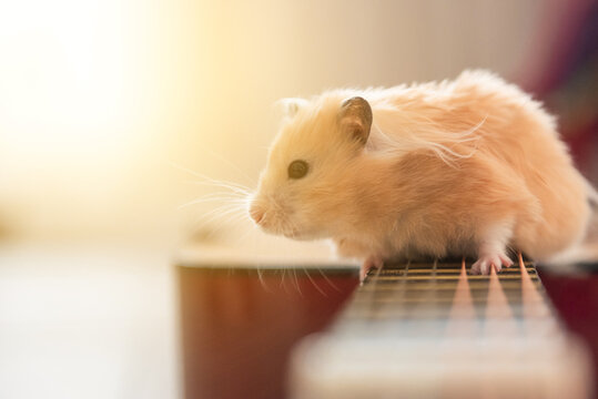 the hamster is sitting on the guitar. Concept on the topic of learning guitar and music