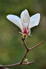 White magnolia in spring