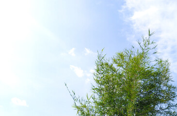 Garden bamboo tree with blue sky background.