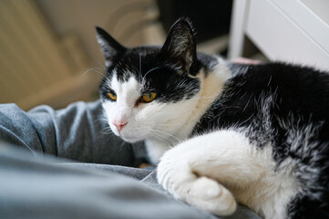 black and white cat lying in knee