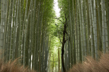Arashiyama bamboo forest path in Kyoto Japan horizontal