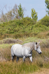 White wild horses, Parc Naturel regional de Camargue, Provence, France