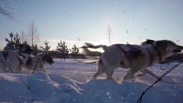A team of sled dogs pulling a sled through the wonderful winter calm winter forest. Riding husky sledge in Lapland landscape video loop