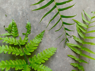 Texture of fern leaves on wall background.