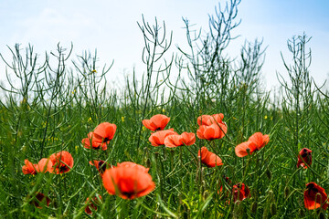 field of poppies
