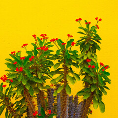 tropical plant against yellow wall background  Nature lover aesthetic