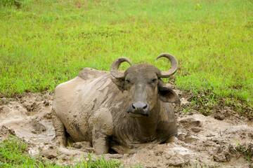 Indian black buffalo resting in mud become dirty