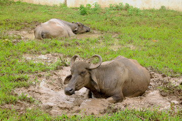 Obraz premium Indian black buffalo resting in mud become dirty
