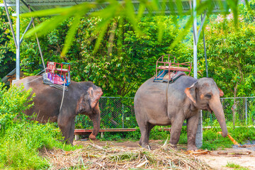 Asian elephants for riding tropical rainforest park Koh Samui Thailand.