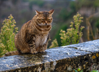 Chat sous la pluie à Bozouls, Aveyron, France