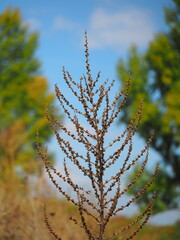 ROSEHIP BRANCH ON A BACKGROUND OF SKY WITH CLOUDS AND TREES