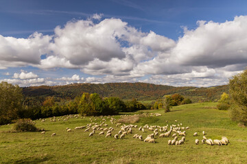 Sheep herd near Terchova, Mala Fatra, Slovakia