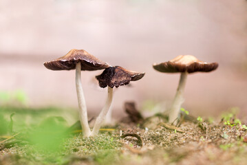 Forest mushrooms growing under a tree in a garden at Juan Lacaze, Colonia, Uruguay.