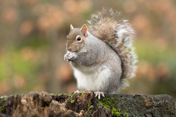 Naklejka na ściany i meble A solitrary Grey Squirrel sits on a tree stump eating
