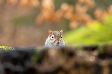 Naklejka na ściany i meble A solitrary Grey Squirrel peeps over a tree stump in a woodland