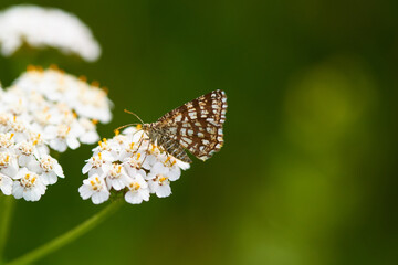 Gitterspanner an Schafgarbe