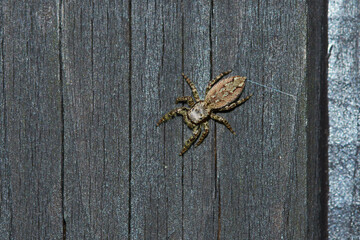  Rindenspringspinne (Marpissa muscosa)