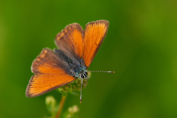 Männchen des Lilagold-Feuerfalter (Lycaena hippothoe)
